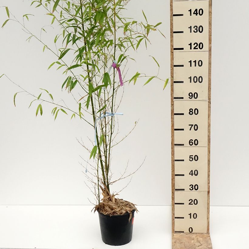 Phyllostachys aurea - Bambù dorato Vaso da 7,5L/10L esemplare consegnato in inverno