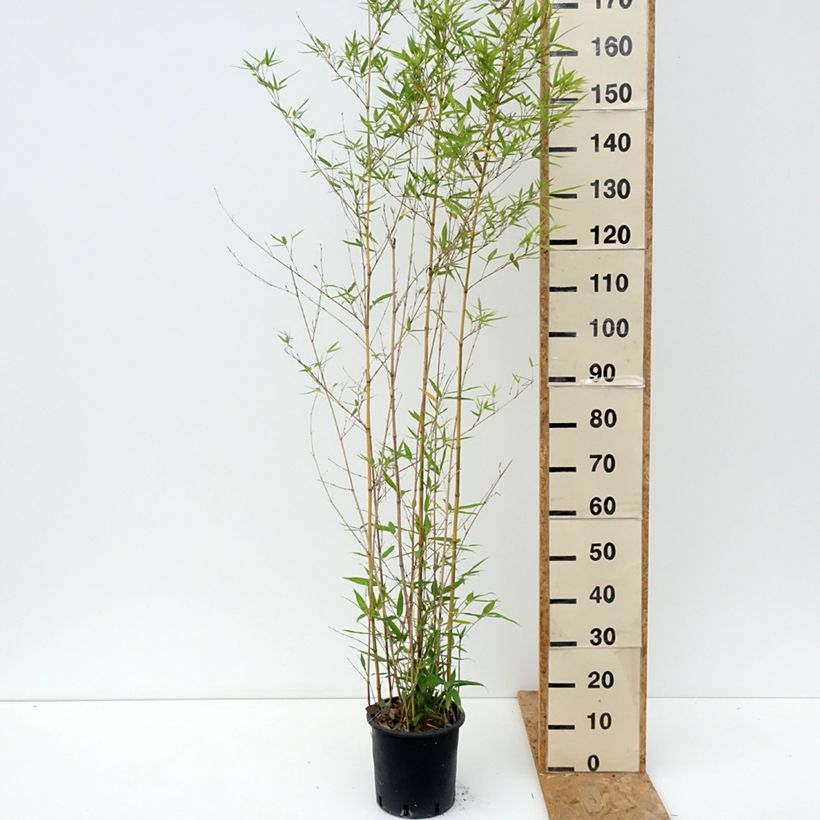 Esemplare di Phyllostachys aurea Koï - Bambù dorato Vaso da 4L/5L consegnato in estate
