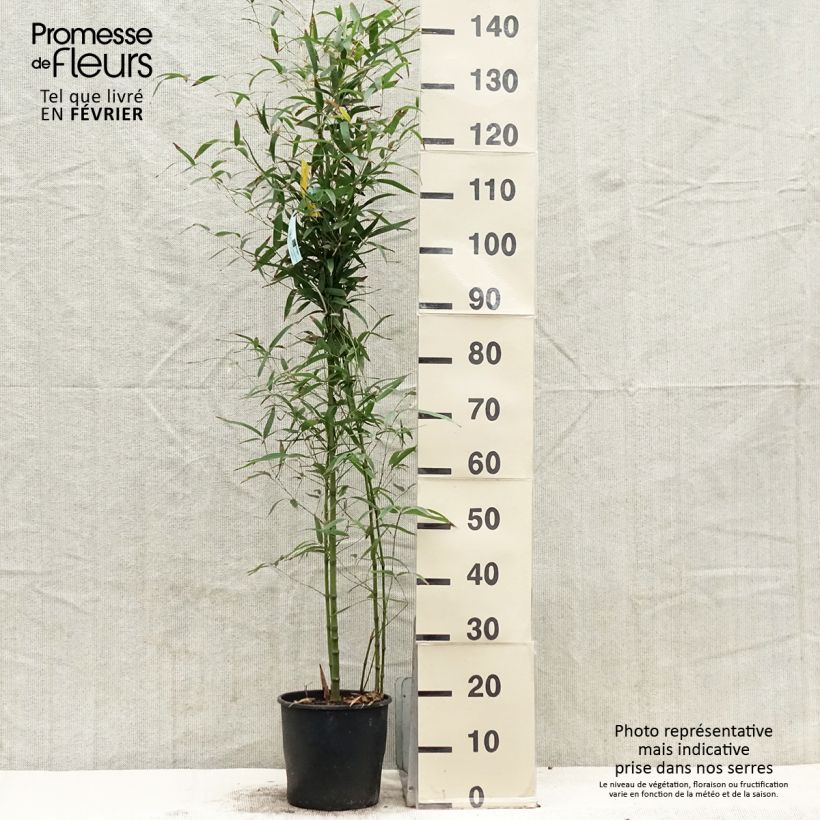 Phyllostachys aurea Koï - Bambù dorato Vaso da 4L/5L esemplare consegnato in inverno