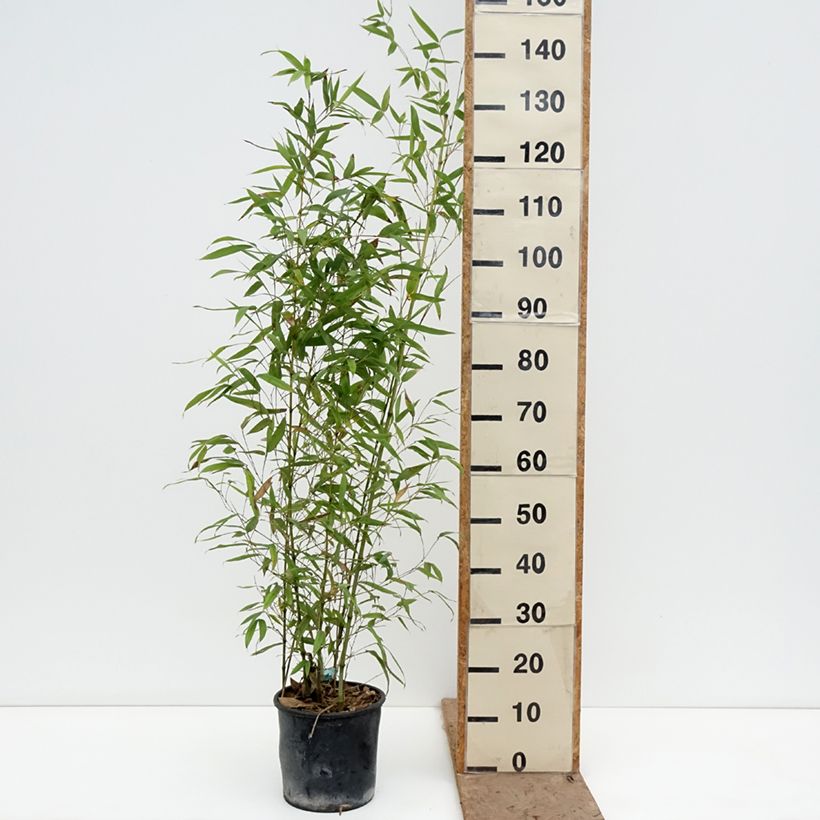 Phyllostachys aurea Koï - Bambù dorato Vaso da 4L/5L esemplare consegnato in primavera