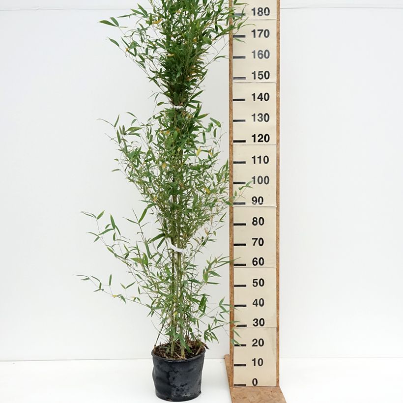 Esemplare di Phyllostachys aurea - Bambù dorato Vaso da 7,5L/10L come consegnato in autunno