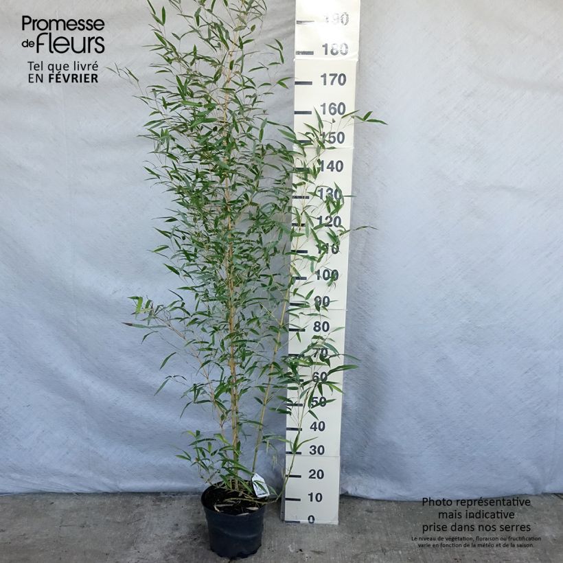 Phyllostachys aureosulcata Aureocaulis - Bambù aureosulcato Vaso da 4L/5L esemplare consegnato in inverno