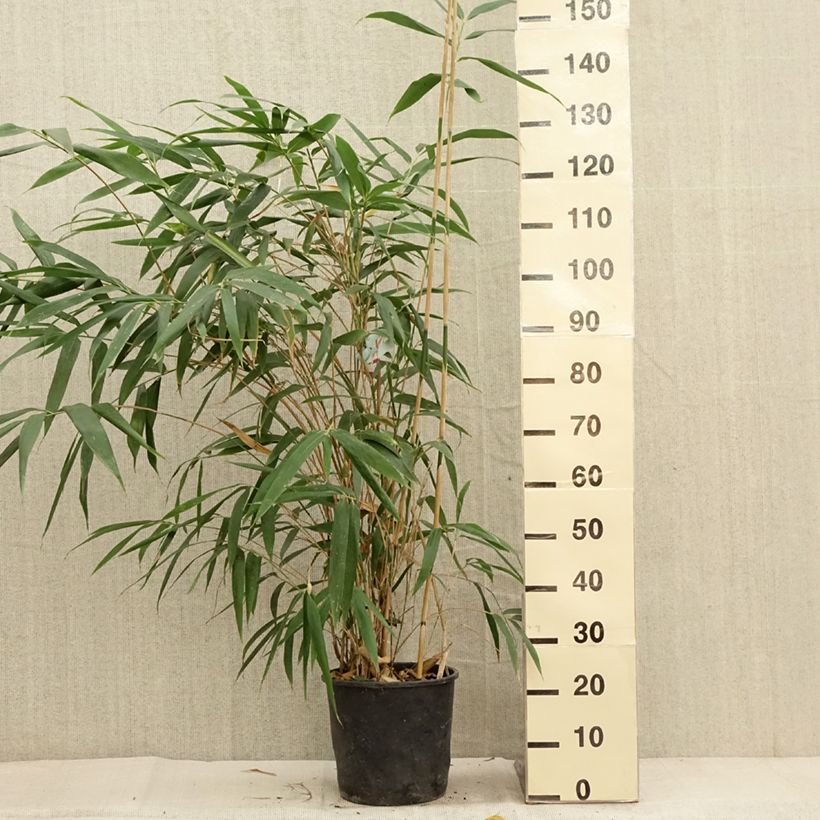 Esemplare di Pseudosasa japonica - Bambusa Metake Vaso da 4L/5L come consegnato in autunno