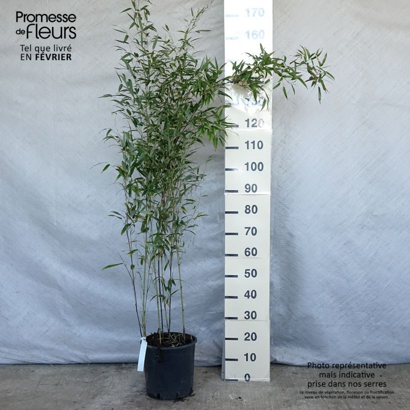 Phyllostachys nigra - Bambù nero Vaso da 7,5L/10L esemplare consegnato in inverno