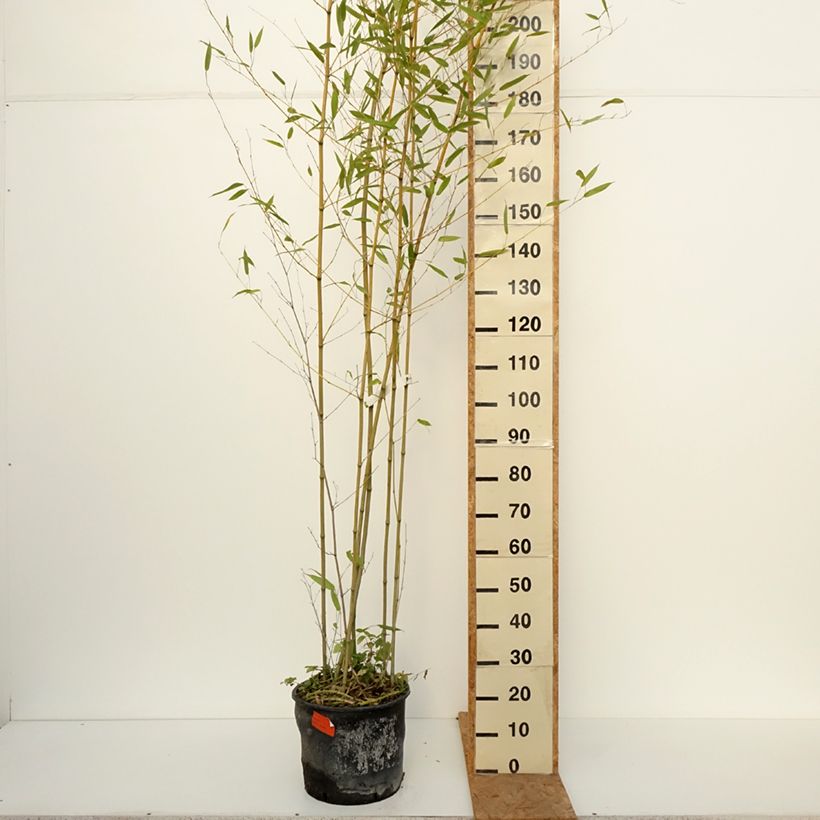 Esemplare di Phyllostachys bissetii - Bambù Vaso da 12L/15L come consegnato in autunno