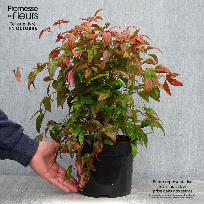 Esemplare di Nandina domestica Blush Pink Vaso da 2L/3L come consegnato in autunno