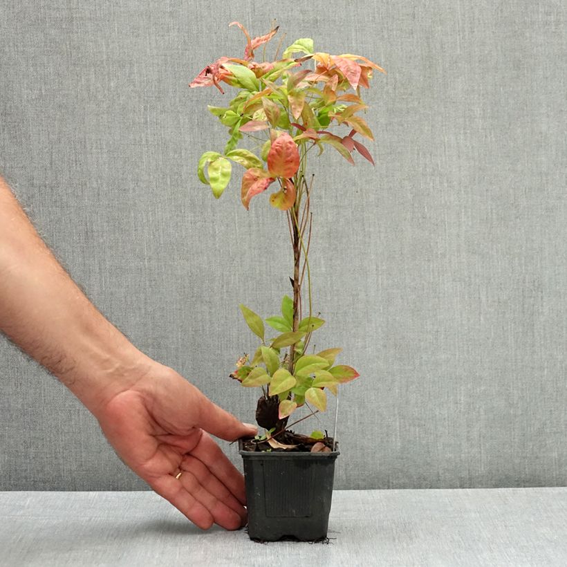 Esemplare di Nandina domestica Blush Pink Vasetto da 8/9 cm consegnato in estate