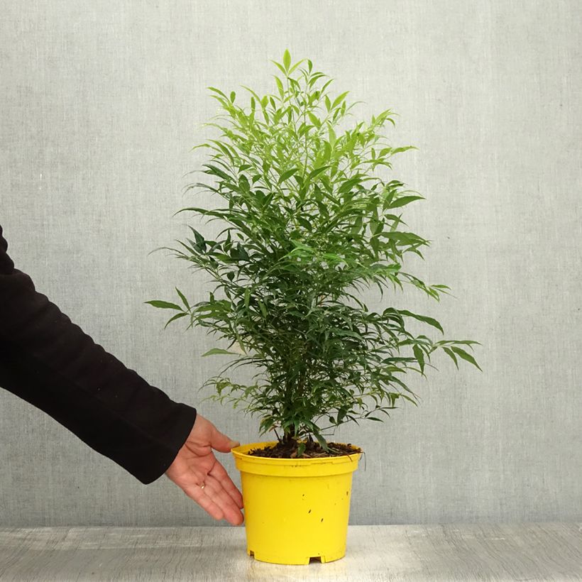 Esemplare di Nandina domestica Brightlight Vaso da 3L/4L come consegnato in autunno