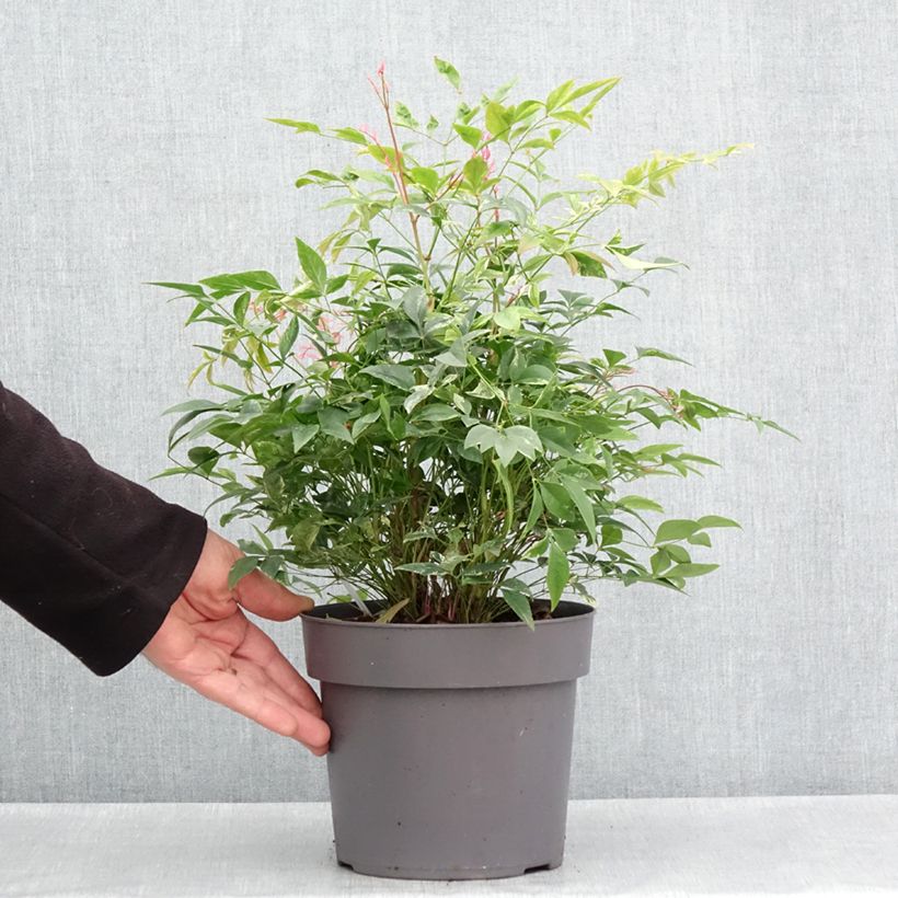 Nandina domestica Magical Sunrise Vaso da 3L/4L esemplare consegnato in primavera