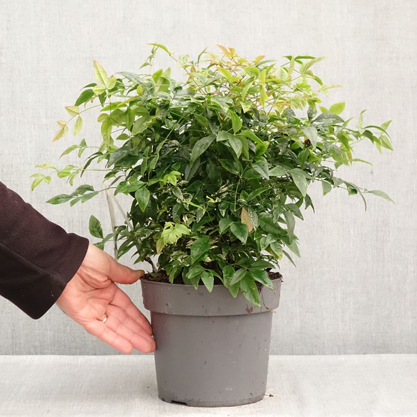 Esemplare di Nandina domestica Magical Sunrise Vaso da 3L/4L come consegnato in autunno