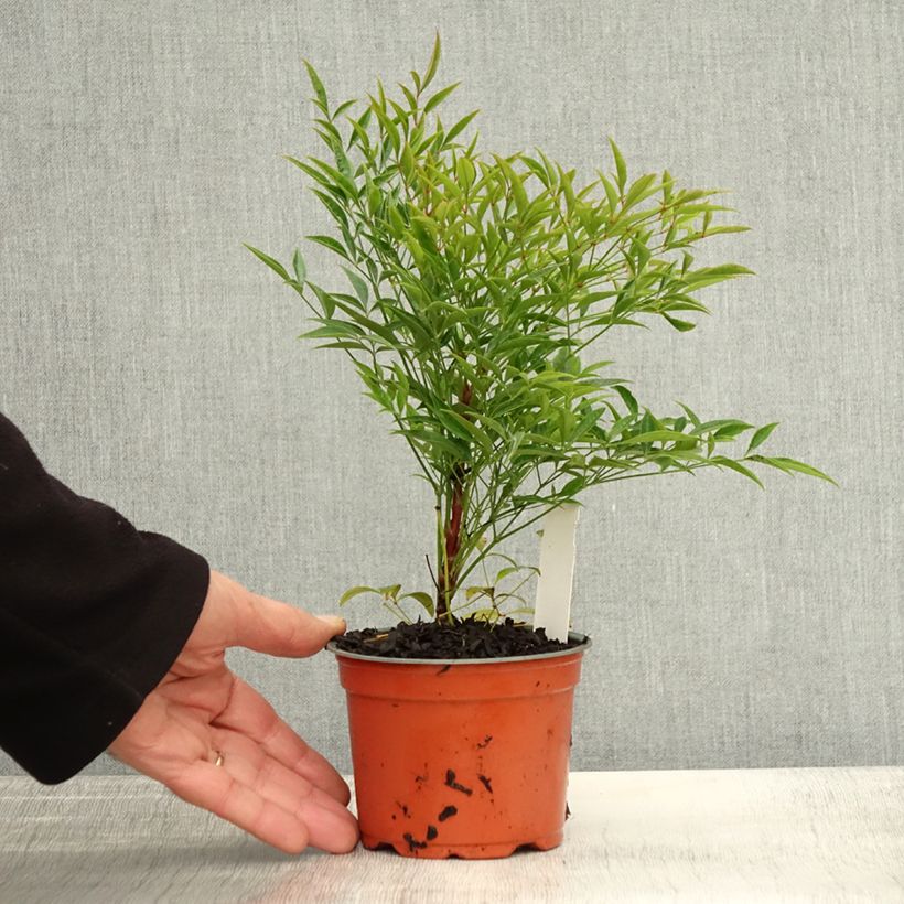 Esemplare di Nandina domestica Moon Bay Vaso da Ø 12 cm / 13 cm come consegnato in autunno