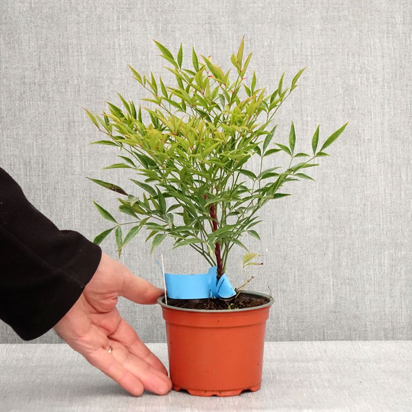 Nandina domestica Moon Bay Vasetto da 8/9 cm esemplare consegnato in inverno