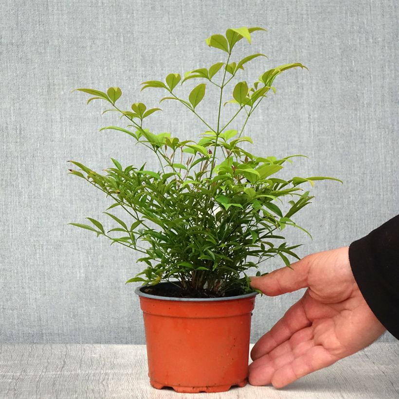 Nandina domestica Moon Bay Vasetto da 8/9 cm esemplare consegnato in primavera