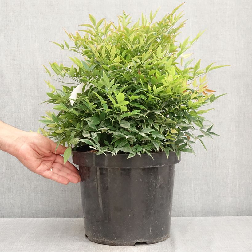 Esemplare di Nandina domestica Moon Bay Vaso da 3L/4L consegnato in estate