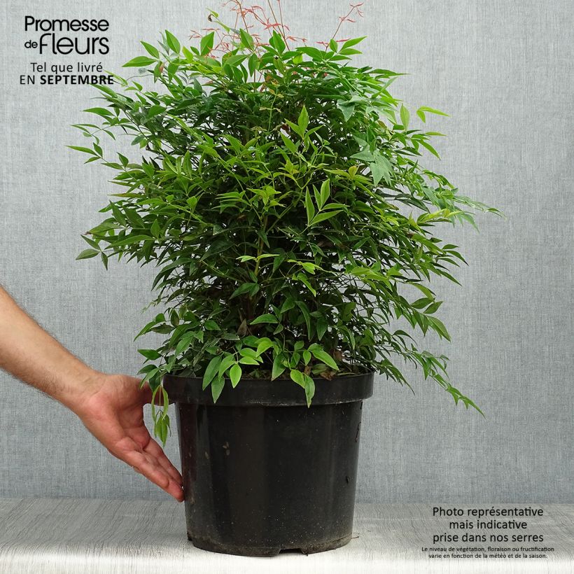 Esemplare di Nandina domestica Sienna Sunrise Vaso da 7,5L/10L come consegnato in autunno