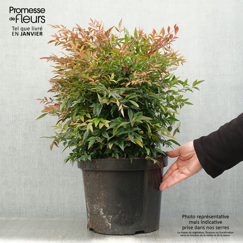 Nandina domestica Sienna Sunrise Vaso da 7,5L/10L esemplare consegnato in inverno