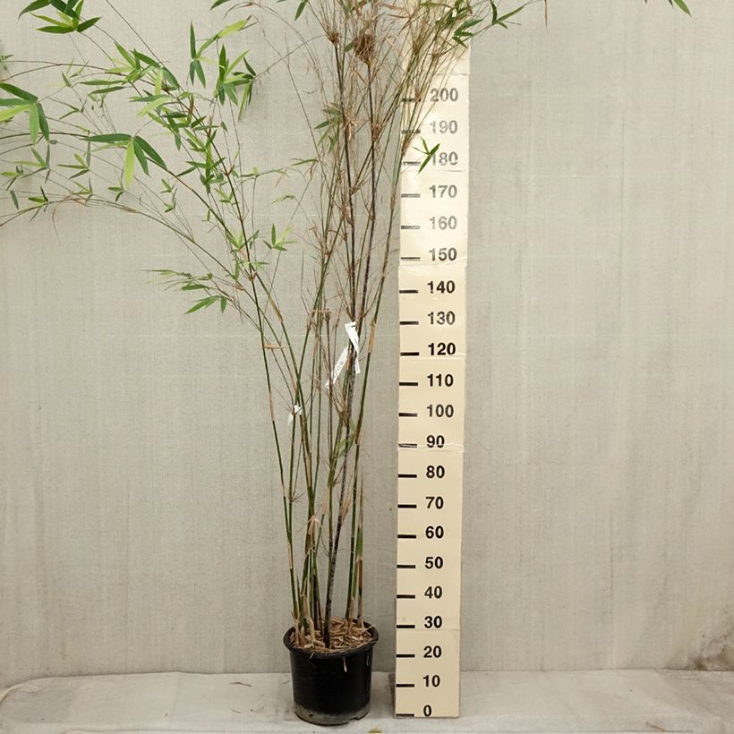 Esemplare di Bambusa glaucescens Vaso da 12L/15L come consegnato in autunno