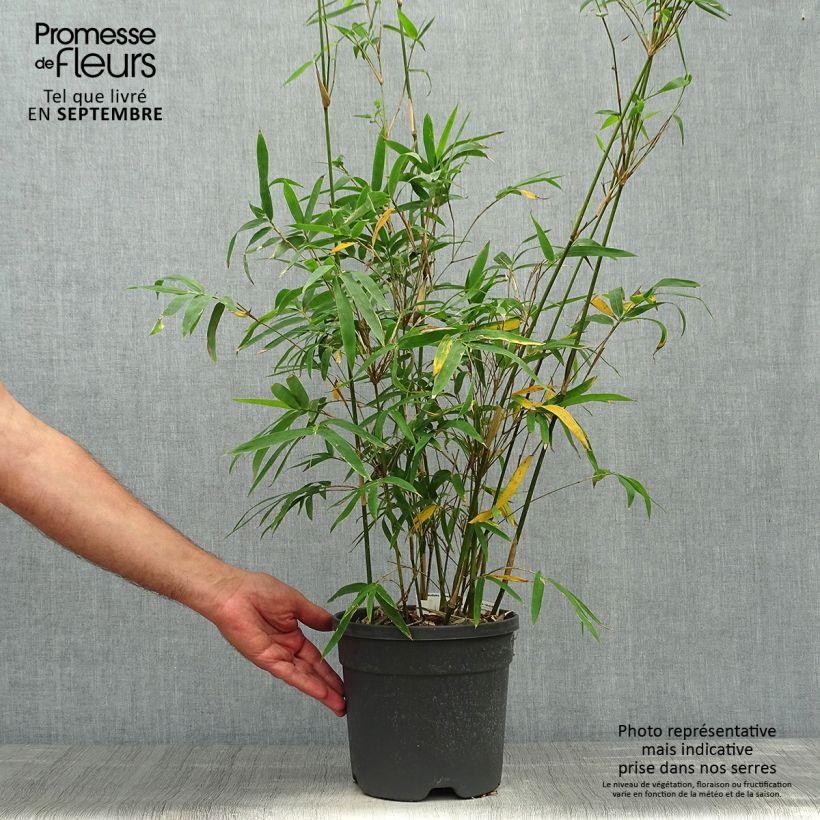Esemplare di Bambusa glaucescens Vaso da 4L/5L come consegnato in autunno