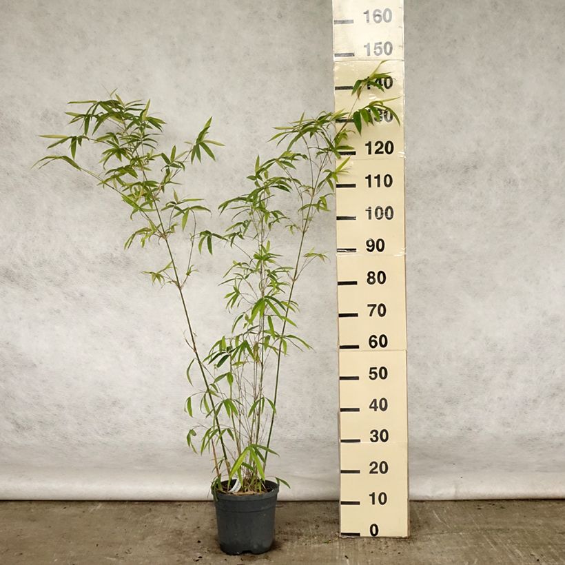 Bambusa glaucescens Vaso da 4L/5L esemplare consegnato in primavera