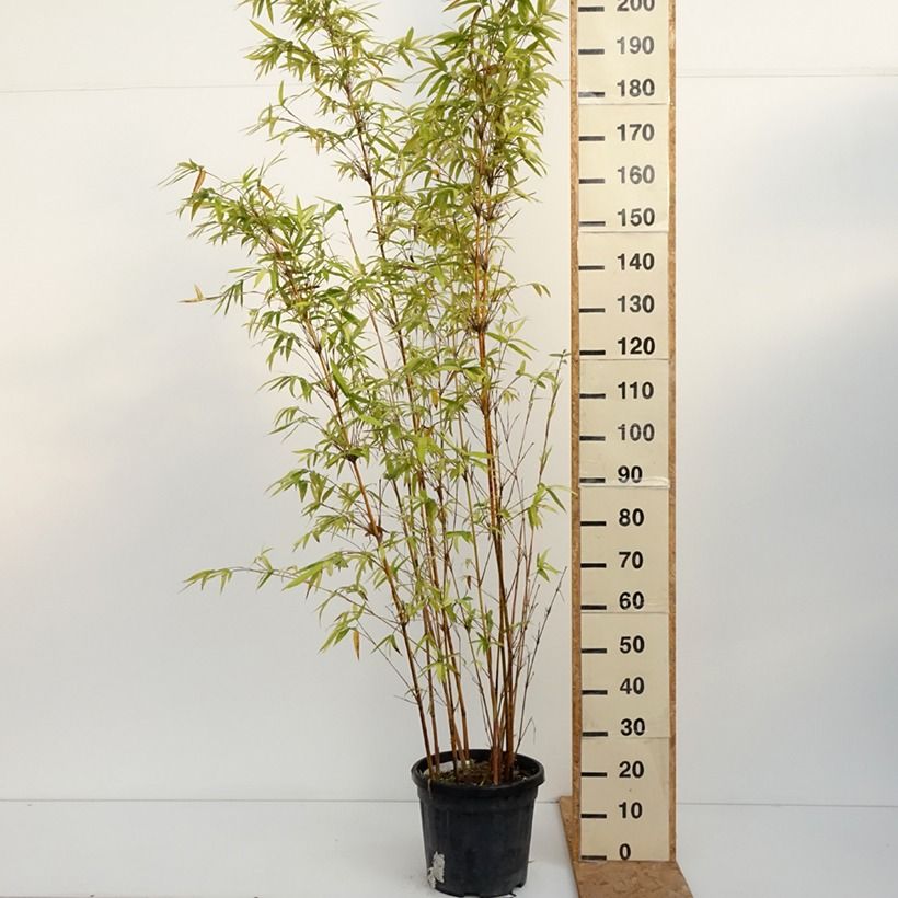 Esemplare di Bambusa glaucescens multiplex Alphonse Karr Vaso da 12L/15L come consegnato in autunno