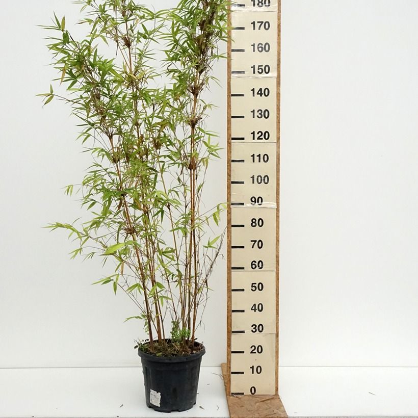 Esemplare di Bambusa glaucescens multiplex Alphonse Karr Vaso da 12L/15L consegnato in estate
