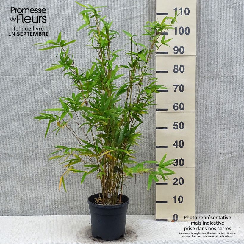 Esemplare di Bambusa glaucescens multiplex Alphonse Karr Vaso da 4L/5L come consegnato in autunno