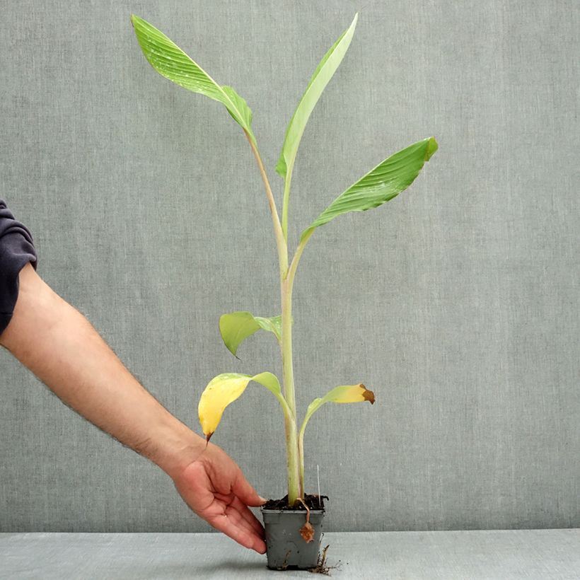 Esemplare di Musa acuminata Ice Cream - Banana plátano nano Vasetto da 8/9 cm consegnato in estate