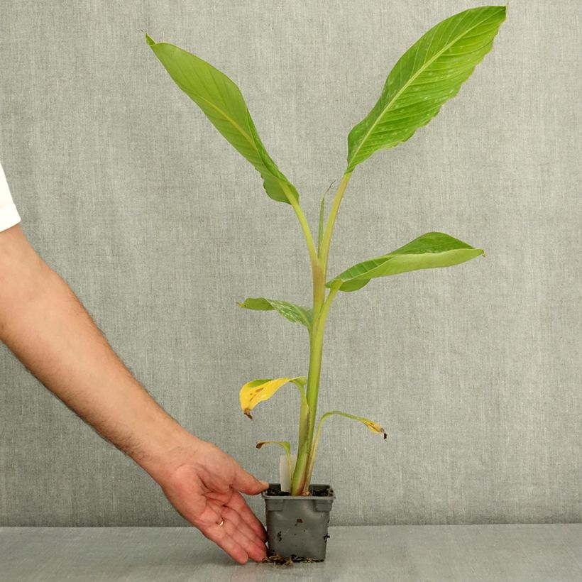 Esemplare di Musa Himalayensis Speciosa - Banano di Darjeeling Vasetto da 8/9 cm consegnato in estate