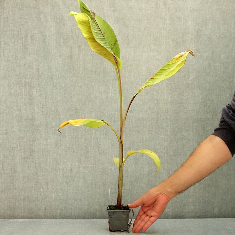 Esemplare di Musa sikkimensis Helen's Hybride - Banano di Darjeeling Vasetto da 8/9 cm consegnato in estate