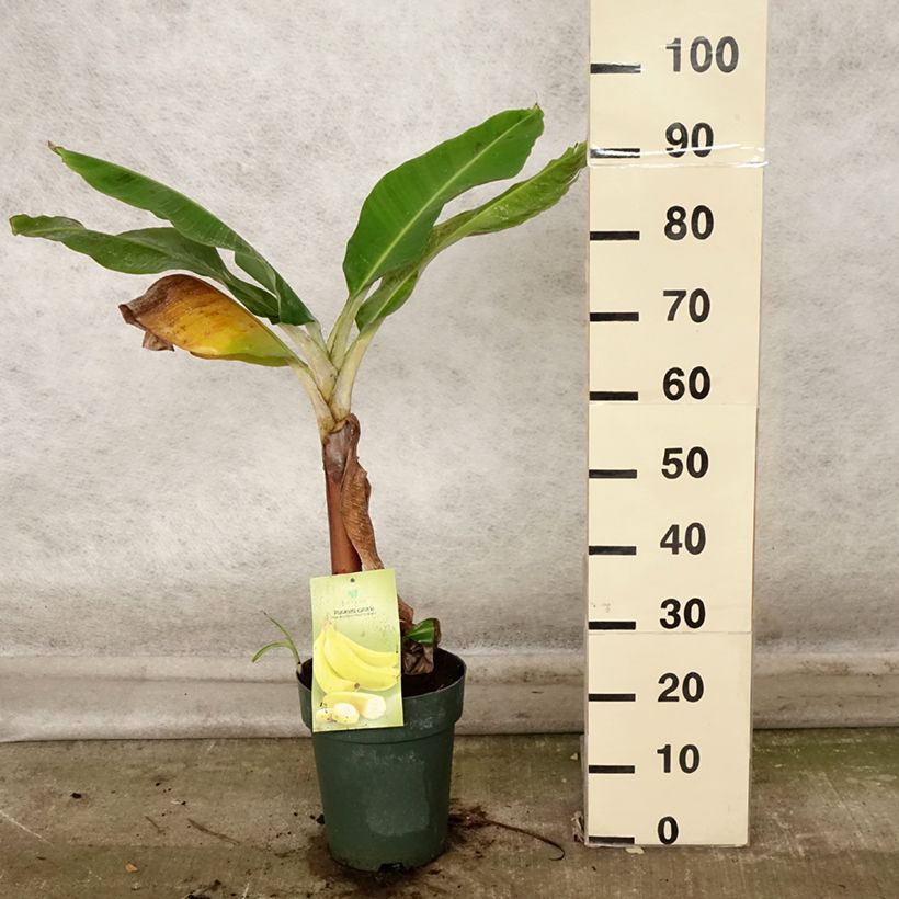 Esemplare di Musa acuminata Dwarf Cavendish Vaso da 6L/7L come consegnato in autunno