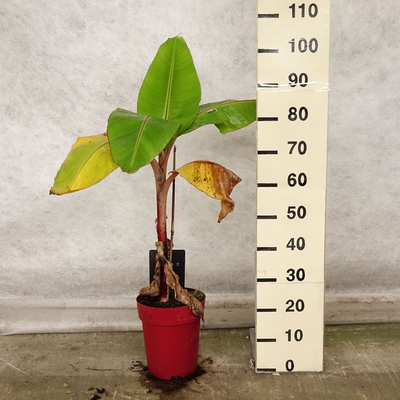 Esemplare di Musa acuminata Red Dacca - Banana plátano nano Vaso da 6L/7L come consegnato in autunno