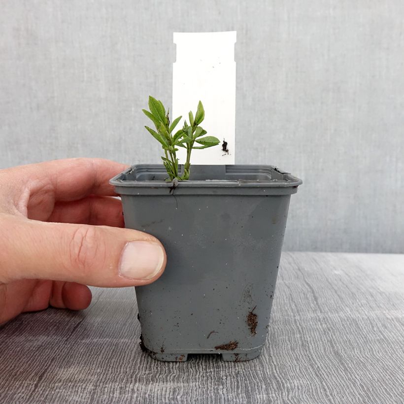 Baptisia alba var. macrophylla Vasetto da 8/9 cm esemplare consegnato in primavera