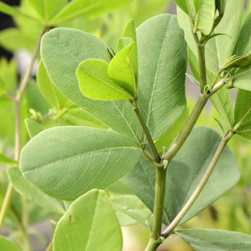 Baptisia albescens Pink Form (Fogliame)