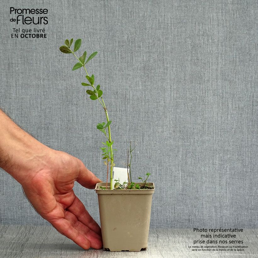 Esemplare di Baptisia australis var. minor Dark Blue - Indaco falso blu Vasetto da 8/9 cm come consegnato in autunno