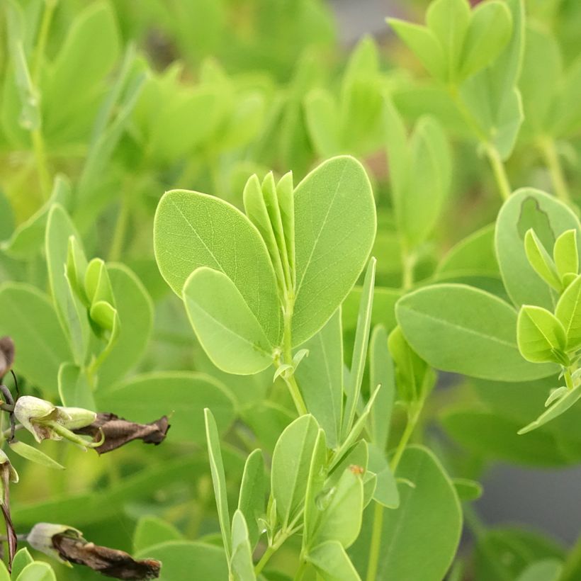 Baptisia australis var. minor Dark Blue - Indaco falso blu (Fogliame)