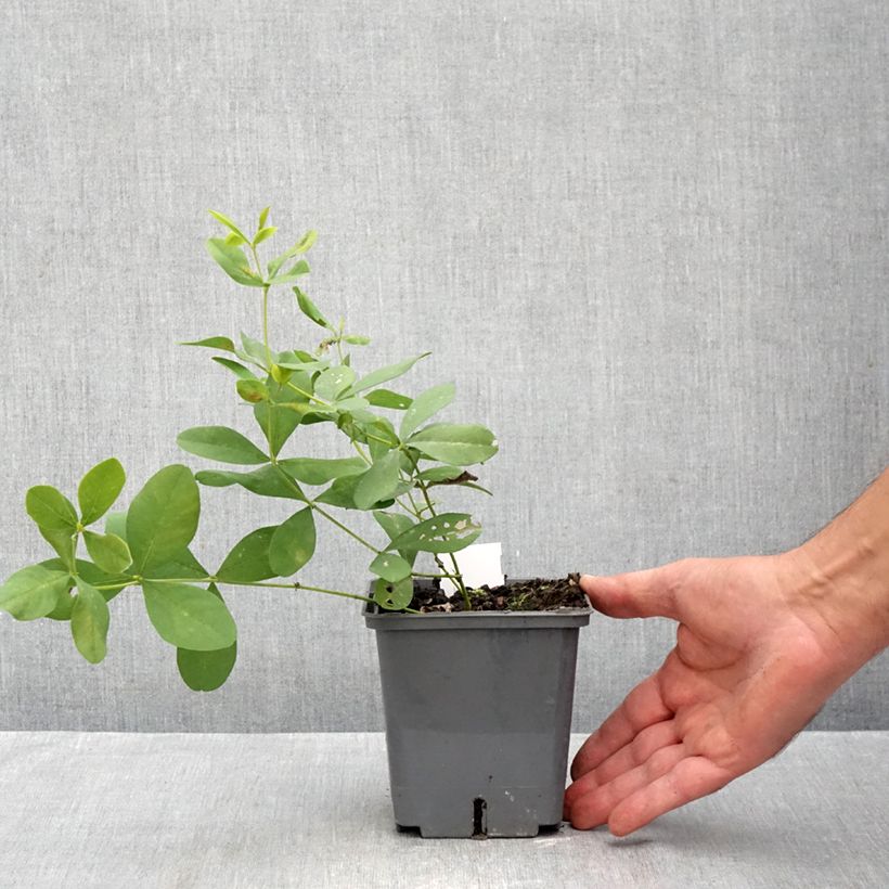 Esemplare di Baptisia Brownie Points - Indaco falso Vaso da 1L/1,5L come consegnato in autunno