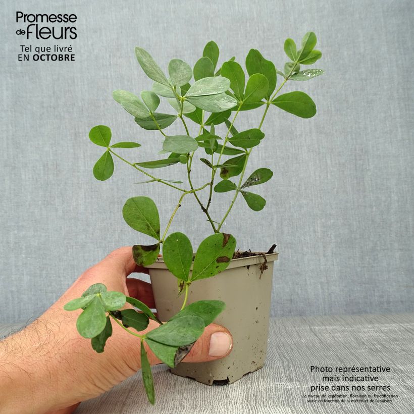 Esemplare di Baptisia Decadence Dutch Chocolate - Indaco falso Vasetto da 8/9 cm come consegnato in autunno