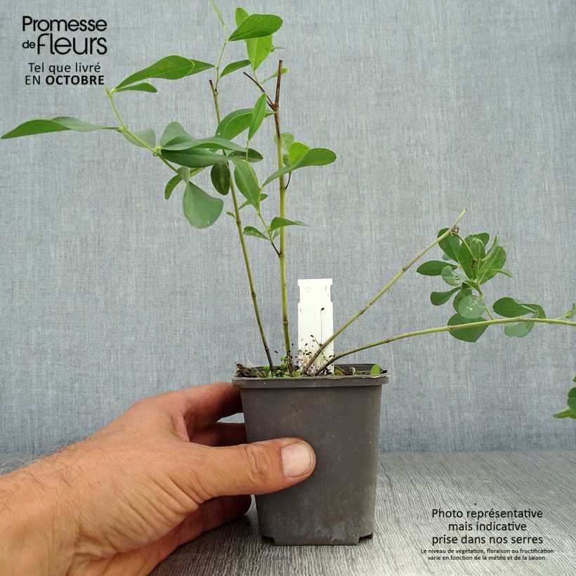 Esemplare di Baptisia sphaerocarpa Vasetto da 8/9 cm come consegnato in autunno