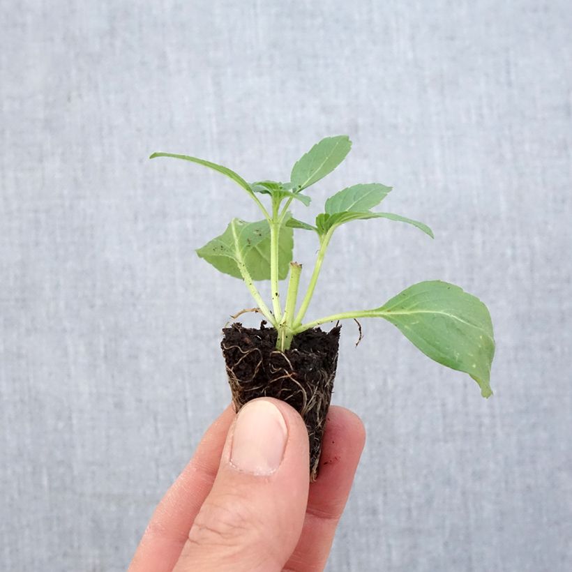 Basilico Magic White Mini zolla Ø 1,5/2,5 cm esemplare consegnato in primavera