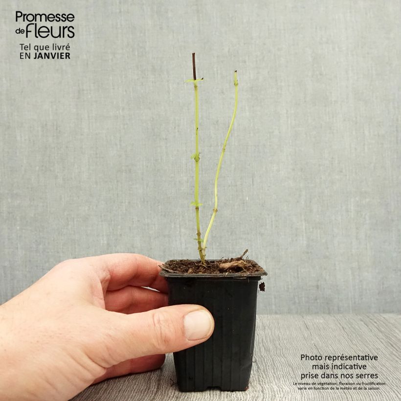 Basilico Selloi Vasetto da 8/9 cm esemplare consegnato in inverno