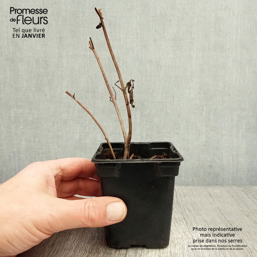 Basilico africano Magic Mountain Vasetto da 7/8 cm esemplare consegnato in inverno