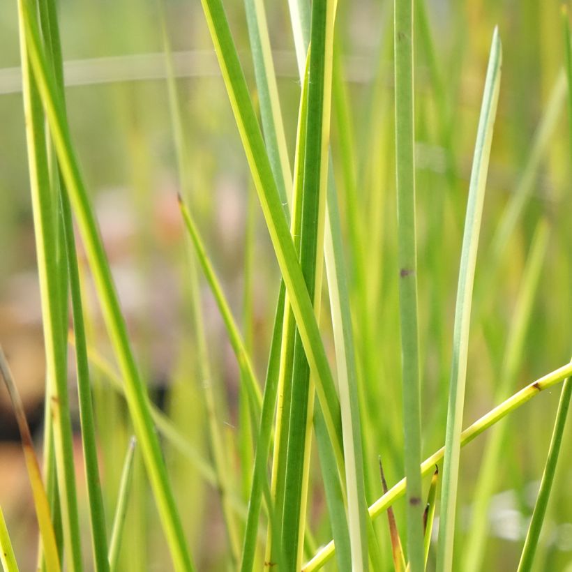 Baumea rubiginosa (Fogliame)
