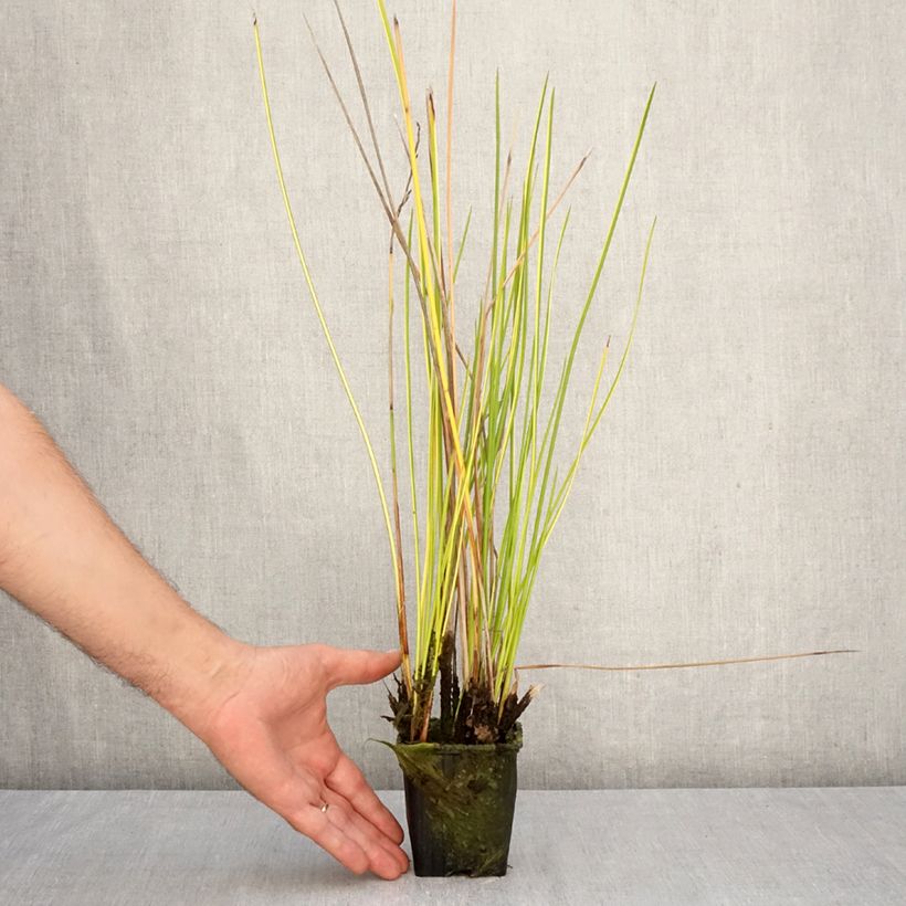 Esemplare di Baumea rubiginosa Vasetto da 8/9 cm come consegnato in autunno