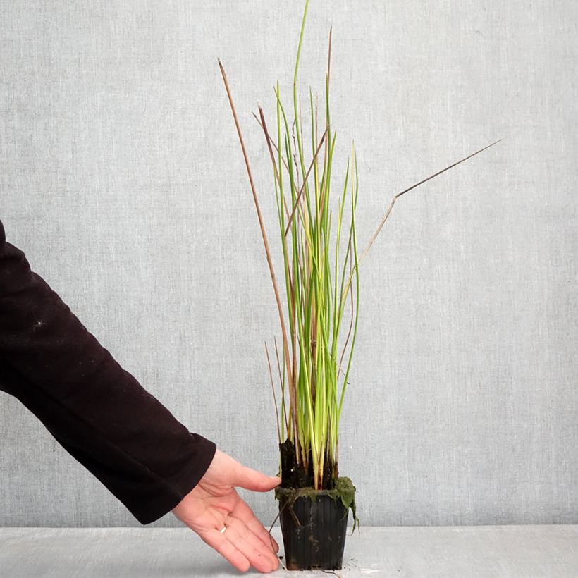 Baumea rubiginosa Vasetto da 8/9 cm esemplare consegnato in inverno