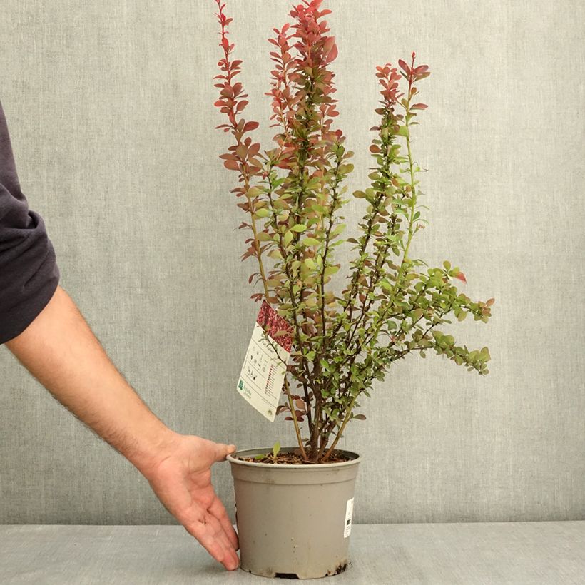 Esemplare di Beberis thunbergii Red Rocket - Epine-vinette Pot de 2L/3L consegnato in estate