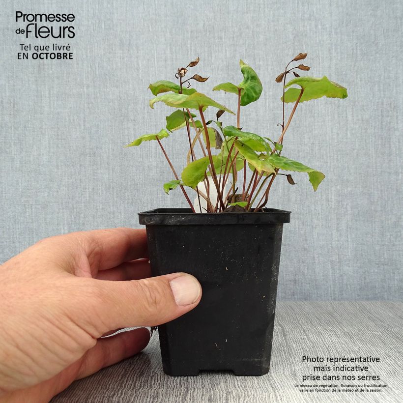 Esemplare di Beesia calthifolia Vasetto da 8/9 cm come consegnato in autunno