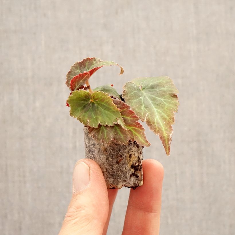 Begonia Bellissa Red mini zolla... esemplare consegnato in primavera