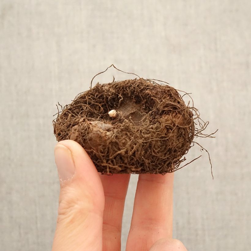 Begonia grandiflora Copper Bulbo taglia 6+ esemplare consegnato in primavera