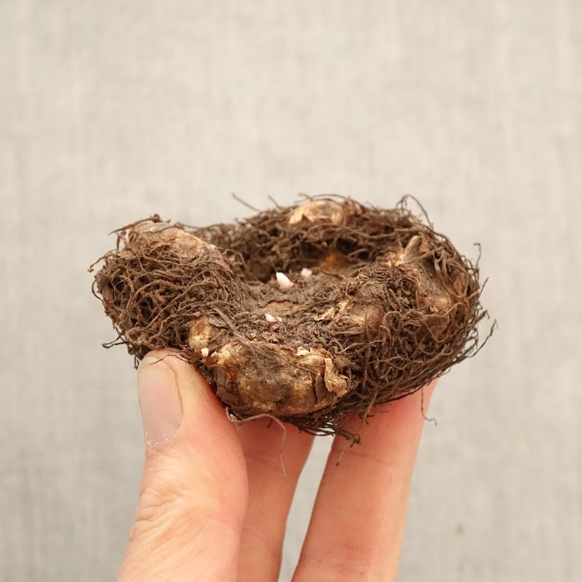 Begonia Grandiflora Dark red Bulbo taglia 6+ esemplare consegnato in primavera