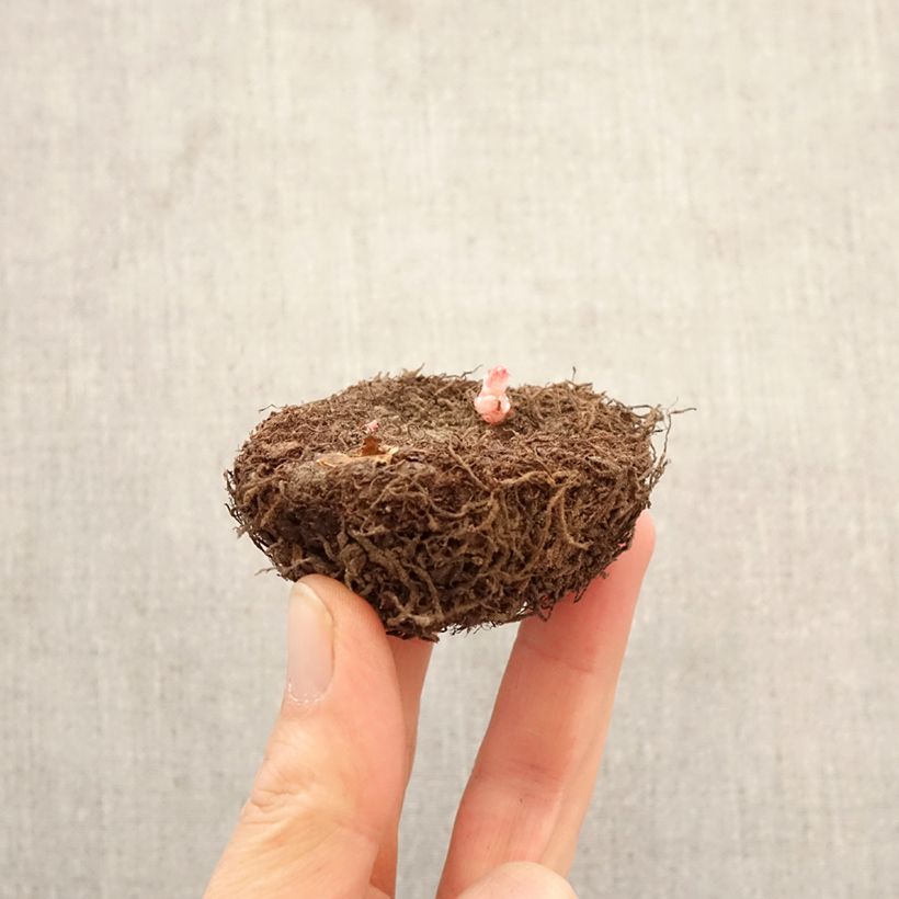 Begonia Grandiflora Double Mix otto colori Bulbo taglia 6+ esemplare consegnato in primavera